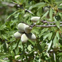 'Sultane' Almond Tree | Prunus Dulcis -Plant Promotion Shop FRU0384 3