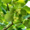 'Webb's Prize' Cobnut Tree | Corylus Avellana