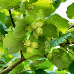 A Completely Edible Hedge | 3/5/10/20m Packs -Plant Promotion Shop FRU0395 1 71188b30 7433 4fb5 9094 d438602f6b86