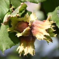 'Pearson's Prolific' / 'Nottingham Early' Filbert Tree -Plant Promotion Shop FRU0398 3