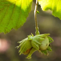 'Pearson's Prolific' / 'Nottingham Early' Filbert Tree -Plant Promotion Shop FRU0398 4