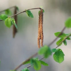 'Purpurea' Filbert Tree | Purple Filbert Tree 7 'Purpurea' Filbert Tree | Purple Filbert Tree -Plant Promotion Shop FRU0401 3