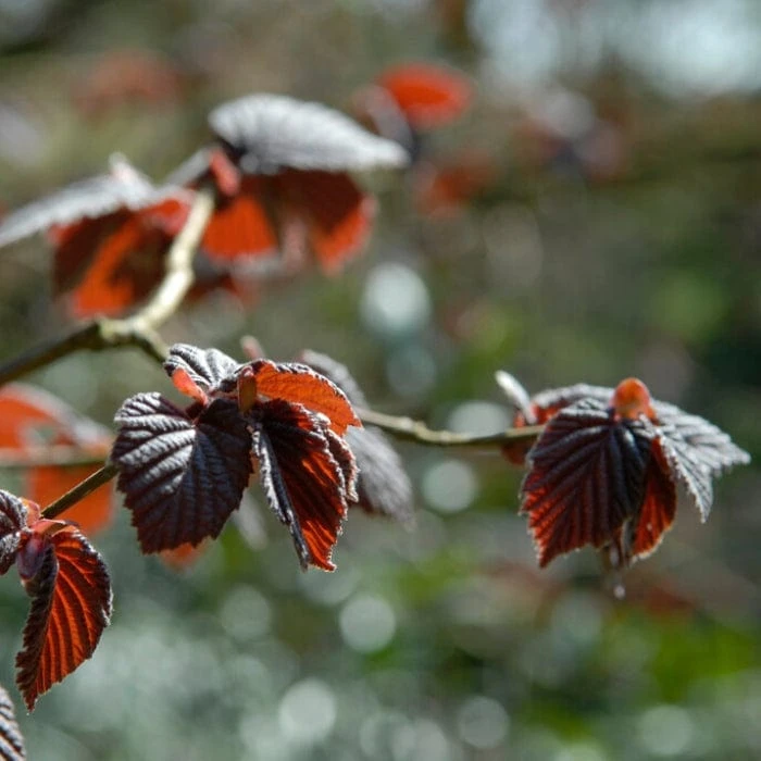 'Purpurea' Filbert Tree | Purple Filbert Tree 4 'Purpurea' Filbert Tree | Purple Filbert Tree - Image 4