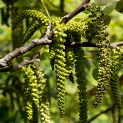 Walnut Tree | Juglans Regia -Plant Promotion Shop FRU0410 3