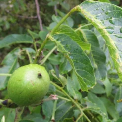 Walnut Tree | Juglans Regia -Plant Promotion Shop FRU0410 4