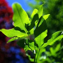 'Broadview' Walnut Tree -Plant Promotion Shop FRU0412 4