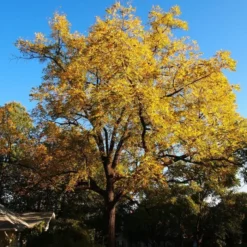 'Buccaneer' Walnut Tree -Plant Promotion Shop FRU0413 4