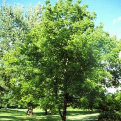 'Lara' Walnut Tree