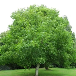 'Europa' Walnut Tree -Plant Promotion Shop FRU0416 4