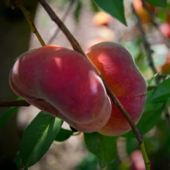 'Saturne' Peach Tree