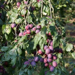 'Rivers Early Prolific' Plum Tree -Plant Promotion Shop FRU0437 2