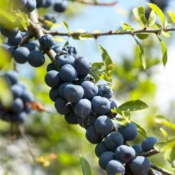 'Southampton Selection' Sloe Tree -Plant Promotion Shop FRU0441 1 94791b2e dddb 4211 925f a0c8780559d0