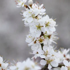 'Southampton Selection' Sloe Tree -Plant Promotion Shop FRU0441 3 2457e5ec c895 4c69 8f4b f2f32ae67a0e