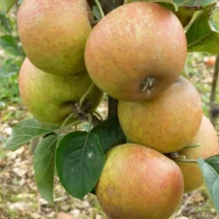 'Ashmeads Kernel' Apple Tree -Plant Promotion Shop FRU0448 2