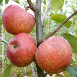 'Kidd's Orange Pippin' Apple Tree -Plant Promotion Shop FRU0455 1