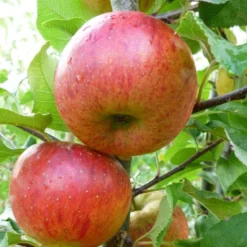 'Pixie' Apple Tree -Plant Promotion Shop FRU0459 1
