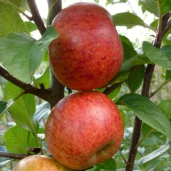 'Pixie' Apple Tree -Plant Promotion Shop FRU0459 2