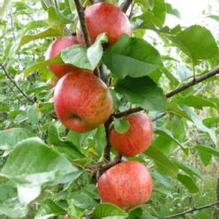 'Pixie' Apple Tree -Plant Promotion Shop FRU0459 3