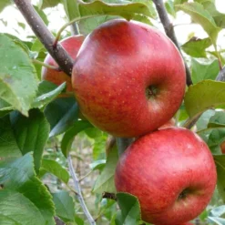 'Pixie' Apple Tree -Plant Promotion Shop FRU0459 4