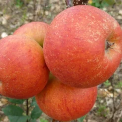 Best Apple Trees For Any Purpose | Growers' Choice -Plant Promotion Shop FRU0464 2 d9e595f1 5a69 4549 b473 0d8d153e319d