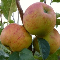 'Winter Gem' Apple Tree 10 'Winter Gem' Apple Tree -Plant Promotion Shop FRU0466 3