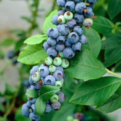 'Earliblue' Blueberry Bush