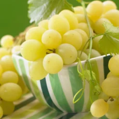 'Muscat Of Alexandria' Grape Vine -Plant Promotion Shop FRU0492 3 1