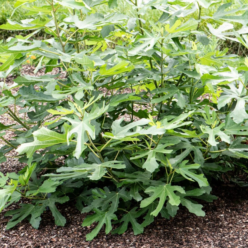 'Little Miss Figgy' Patio Fig Tree 2 'Little Miss Figgy' Patio Fig Tree - Image 2