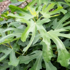 'Little Miss Figgy' Patio Fig Tree 7 'Little Miss Figgy' Patio Fig Tree -Plant Promotion Shop FRU0502 2