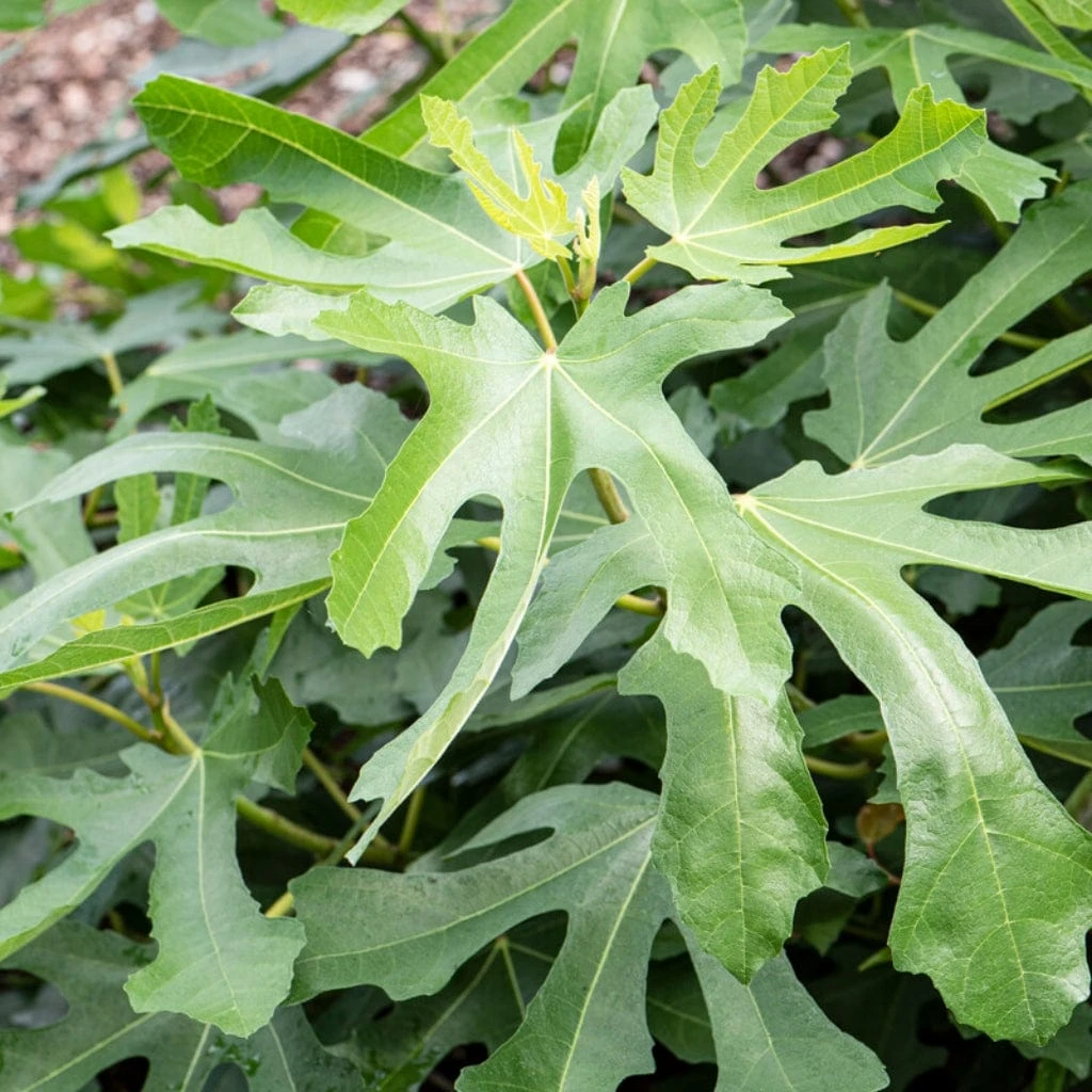 'Little Miss Figgy' Patio Fig Tree 3 'Little Miss Figgy' Patio Fig Tree - Image 3