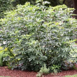 'Little Miss Figgy' Patio Fig Tree 8 'Little Miss Figgy' Patio Fig Tree -Plant Promotion Shop FRU0502 3