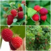 Award Winning Raspberry Canes | Growers' Choice