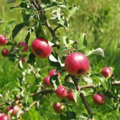 'Fortune' Apple Tree -Plant Promotion Shop Fortune 2