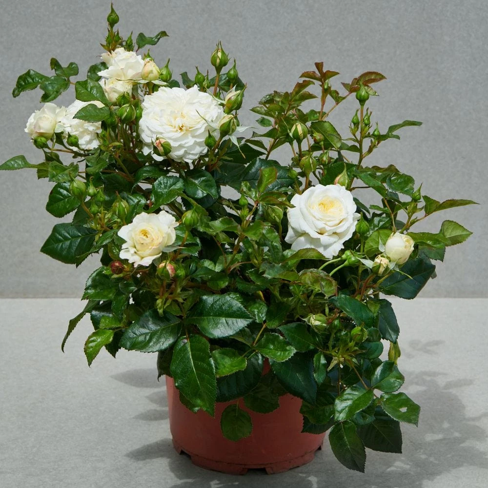 'Patio Hit Georgia' Patio Shrub Rose 2 'Patio Hit Georgia' Patio Shrub Rose - Image 2