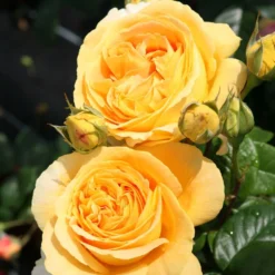 'Global Beauty (Candlelight)' Hybrid Tea Rose