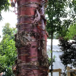 Single Stem Tibetan Cherry Tree | Prunus Serrula -Plant Promotion Shop IMG 2542 1