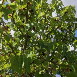 Repsime Mulberry Tree -Plant Promotion Shop IMG 20200726 121446 scaled