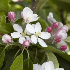 James Grieve Apple Tree | Dwarf Rootstock -Plant Promotion Shop JamesGrieveappleblossom