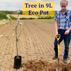 'New Large Early' Apricot Tree -Plant Promotion Shop JohnEcoPot2 295e8ad1 914a 4e8d ba8f 7c8990328440