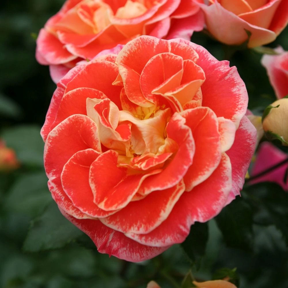 'Airbrush' Floribunda Rose 1 'Airbrush' Floribunda Rose