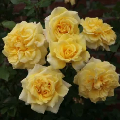 'Abbeyfield Gold' Hybrid Tea Rose