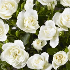 'Palace Kailani' Patio Shrub Rose -Plant Promotion Shop Kailani Palace Poulpal038 N