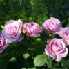 'Lavender Ice' Patio Shrub Rose