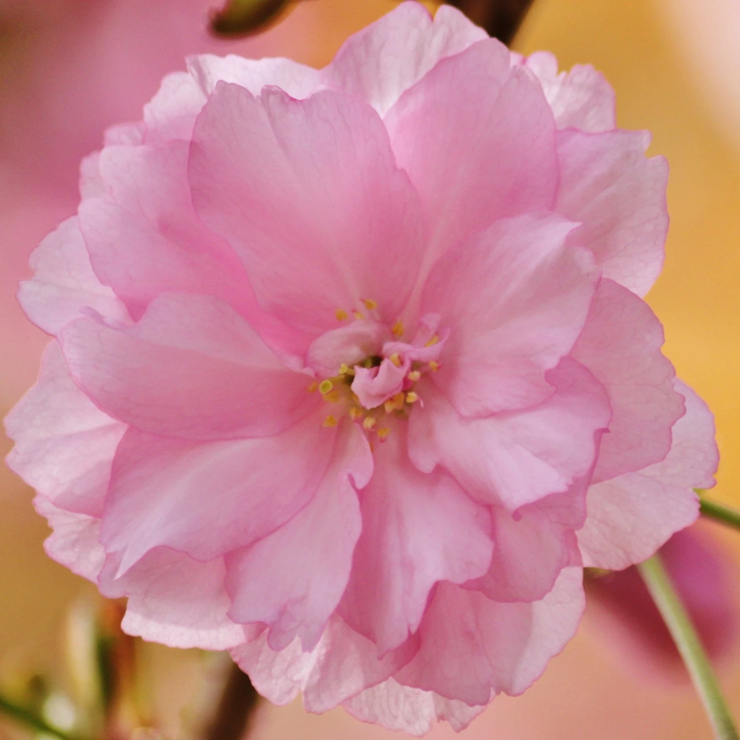 Kurilensis Ruby' Cherry Blossom Tree | Prunus Nipponica 3 Kurilensis Ruby' Cherry Blossom Tree | Prunus Nipponica - Image 3
