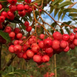 Vilmorinii Rowan Tree | Sorbus 8 Vilmorinii Rowan Tree | Sorbus -Plant Promotion Shop ORN0001 1