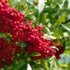 Vilmorinii Rowan Tree | Sorbus