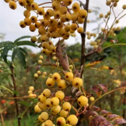 Joseph Rock Rowan Tree | Sorbus -Plant Promotion Shop ORN0003 1