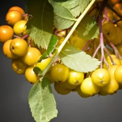 Joseph Rock Rowan Tree | Sorbus -Plant Promotion Shop ORN0003 4 scaled