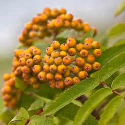 Joseph Rock Rowan Tree | Sorbus -Plant Promotion Shop ORN0003 5 scaled