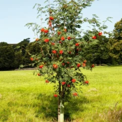 Mountain Ash Rowan Tree | Sorbus Aucuparia 18 Mountain Ash Rowan Tree | Sorbus Aucuparia -Plant Promotion Shop ORN0009 6